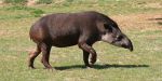 1024px-tapirus_terrestris_2_by_jm_rosier