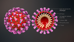 3D_medical_animation_coronavirus_structure_vie